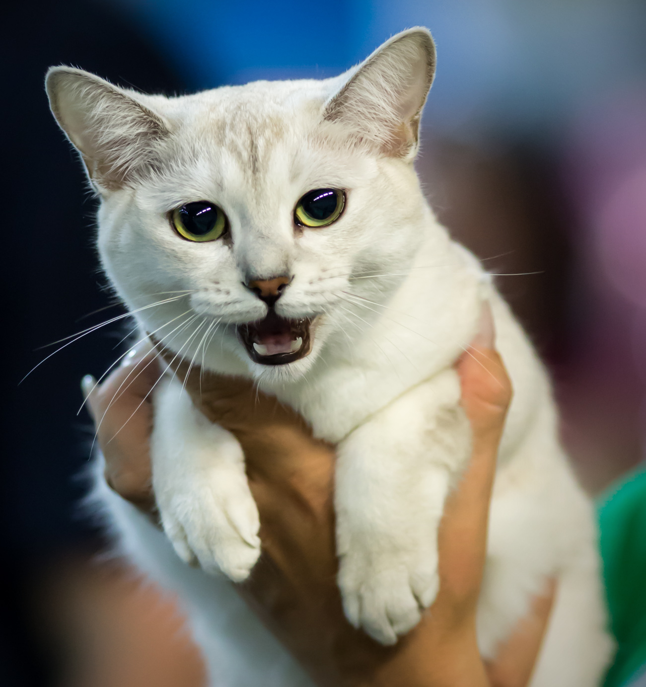 Burmilla Cat
