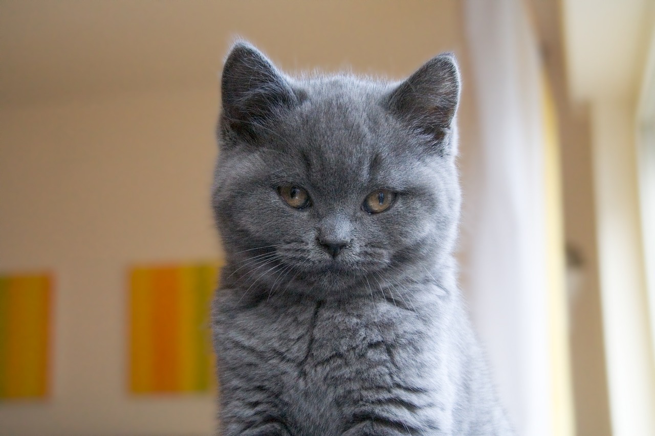 Chartreux