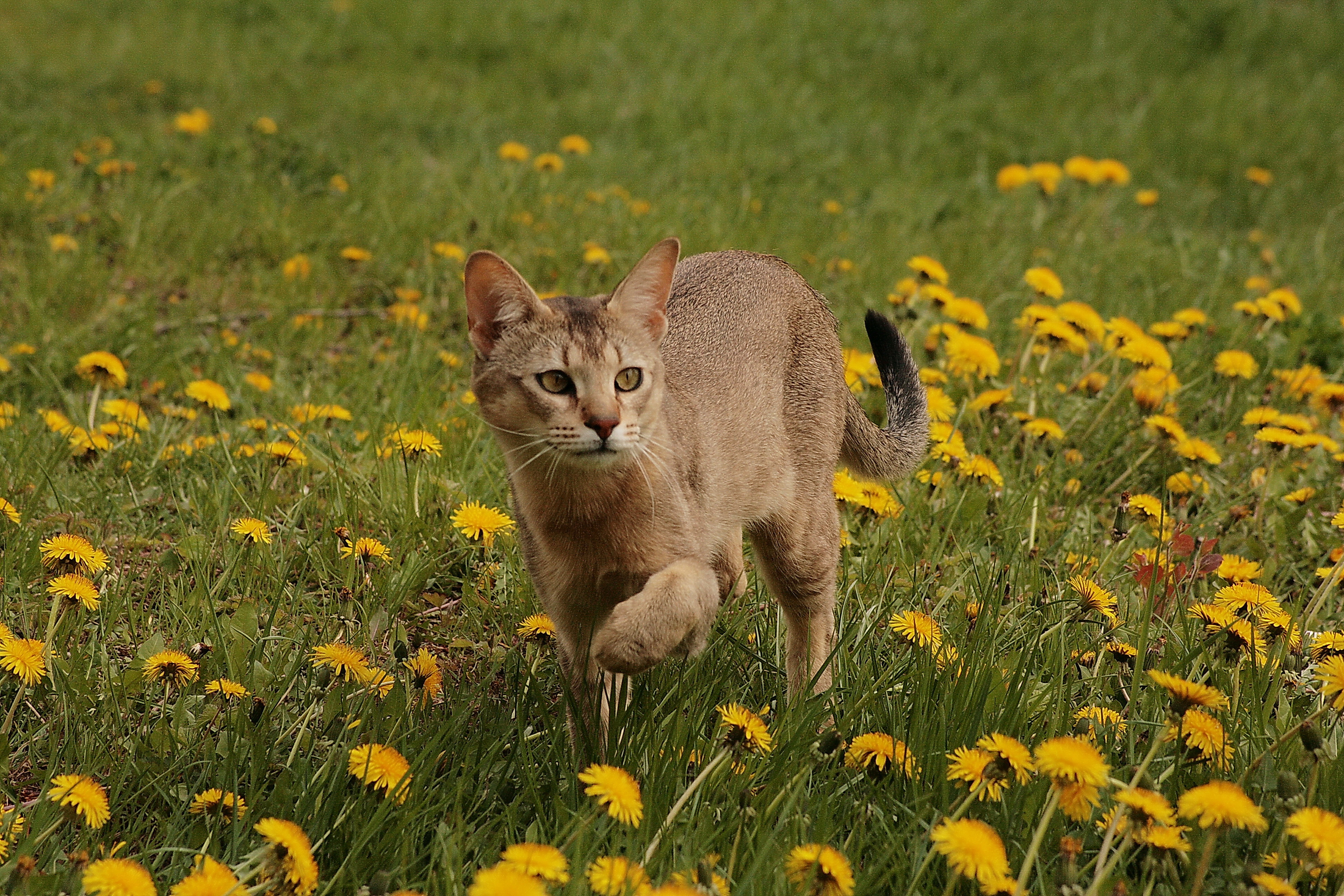 Chausie