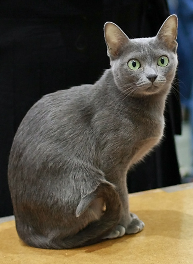 Korat