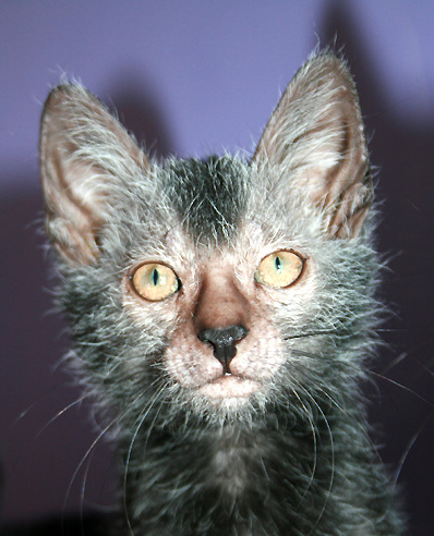 Lykoi